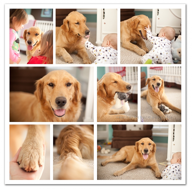 golden retriever rescue dog beautiful male dog good with children photographer pet