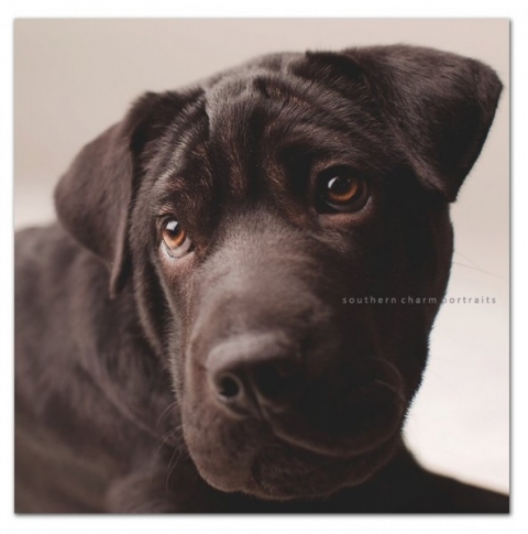 busy puppy in photography portrait studio finally got the shot!