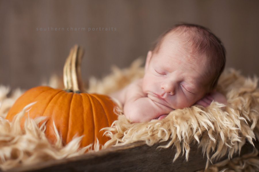 knoxville tn newborn photography