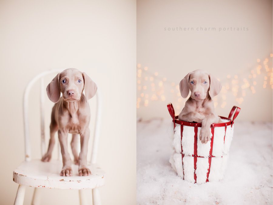 knoxville dog photography