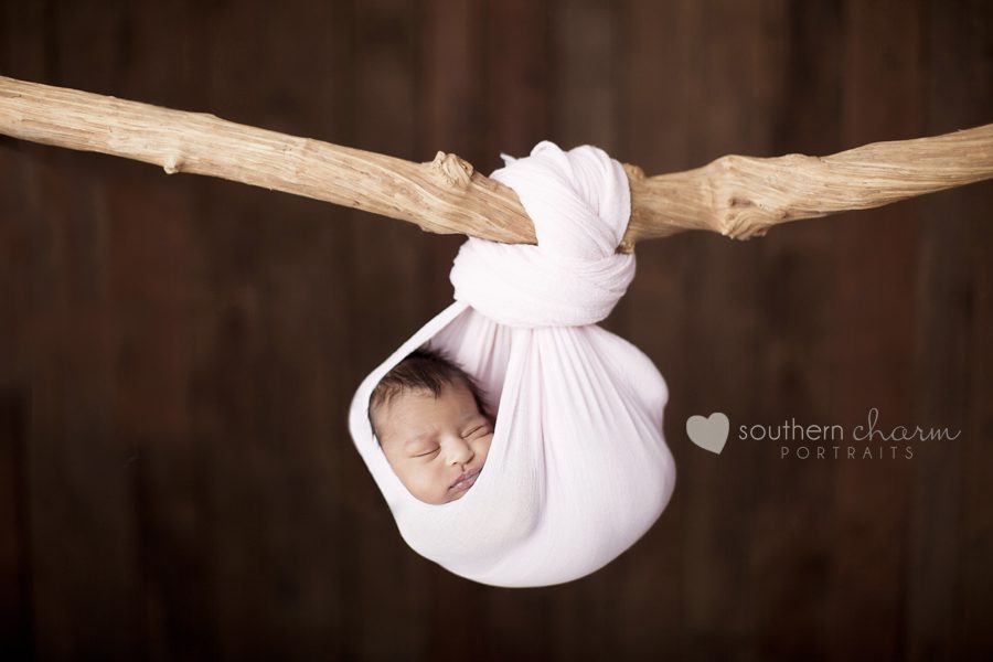 knoxville newborn photographers