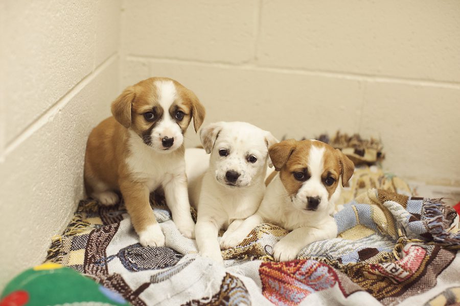 animal shelter photographer