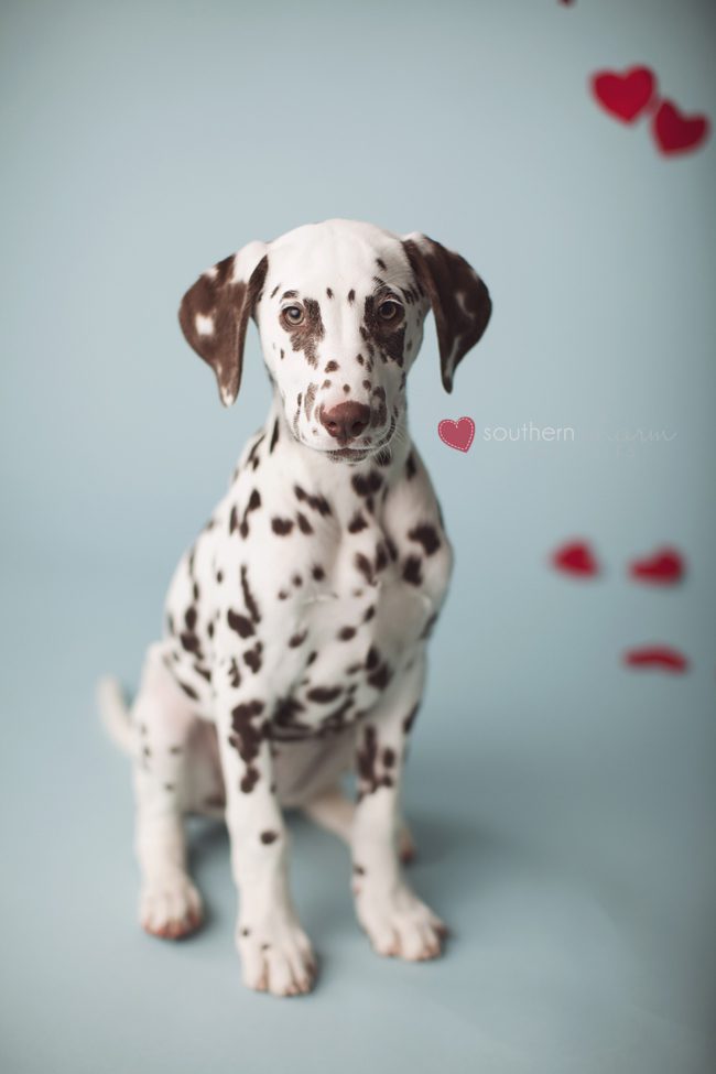 knoxville tn portrait studio