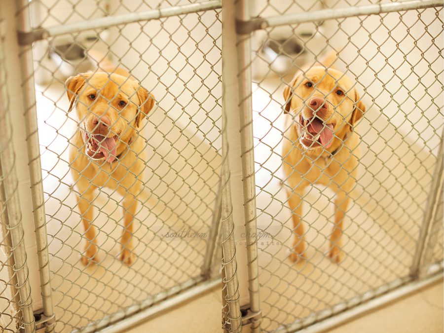 dog photography knoxville 