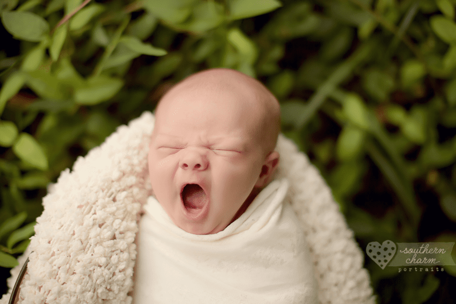 knoxville newborns 