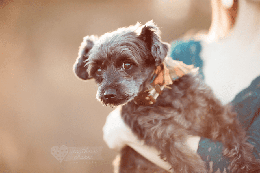knoxville tn dog photography