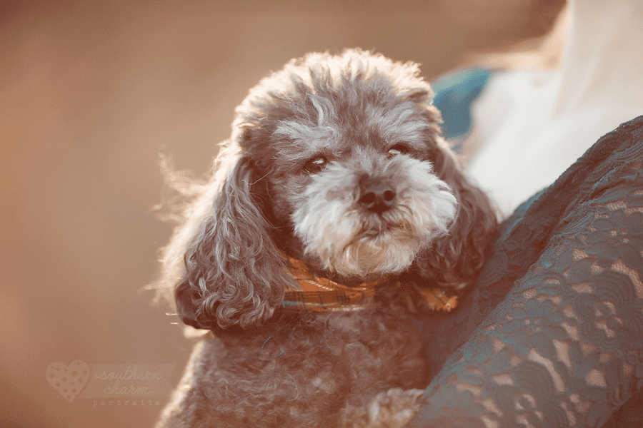 knoxville dog photography