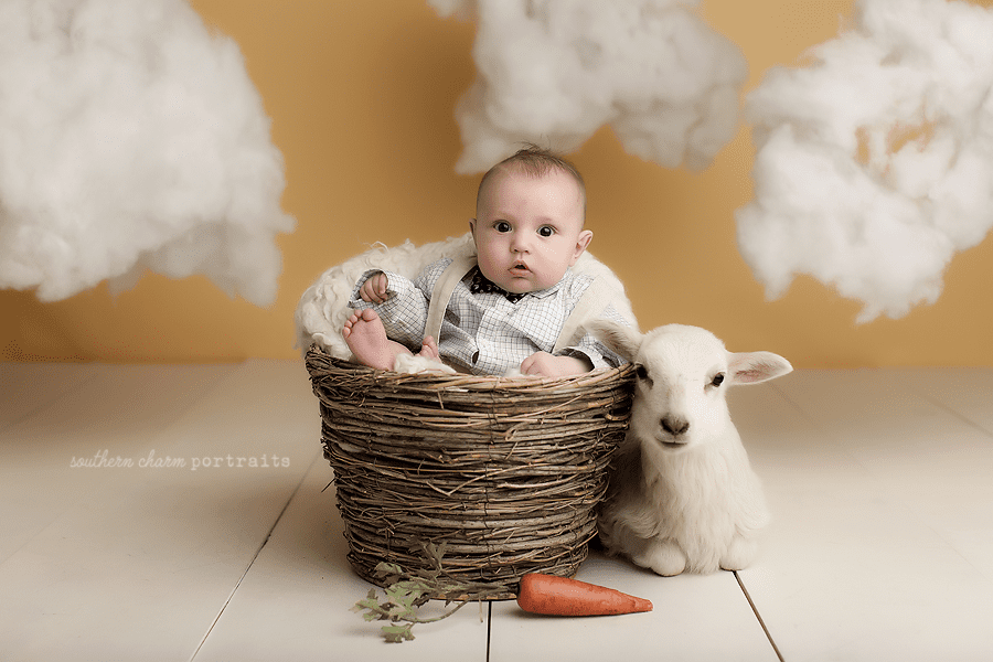knoxville tn baby photography