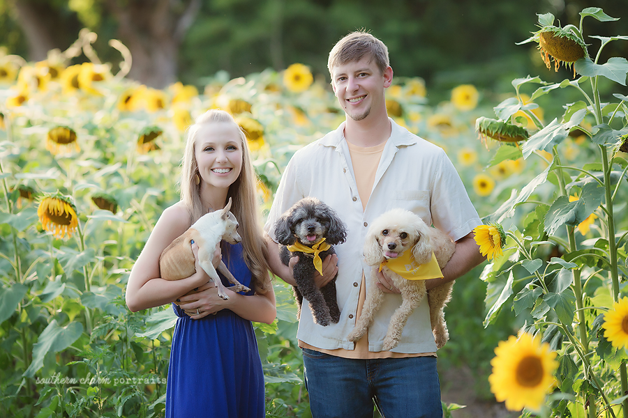 dog portraits Farragut TN
