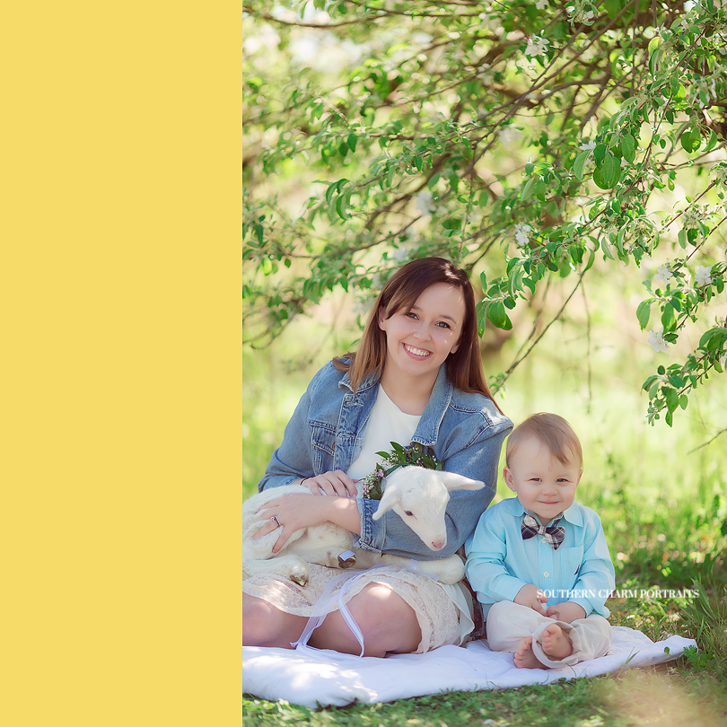 family photographer knoxville