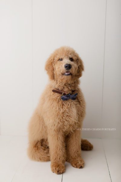 knoxville animal photographer 