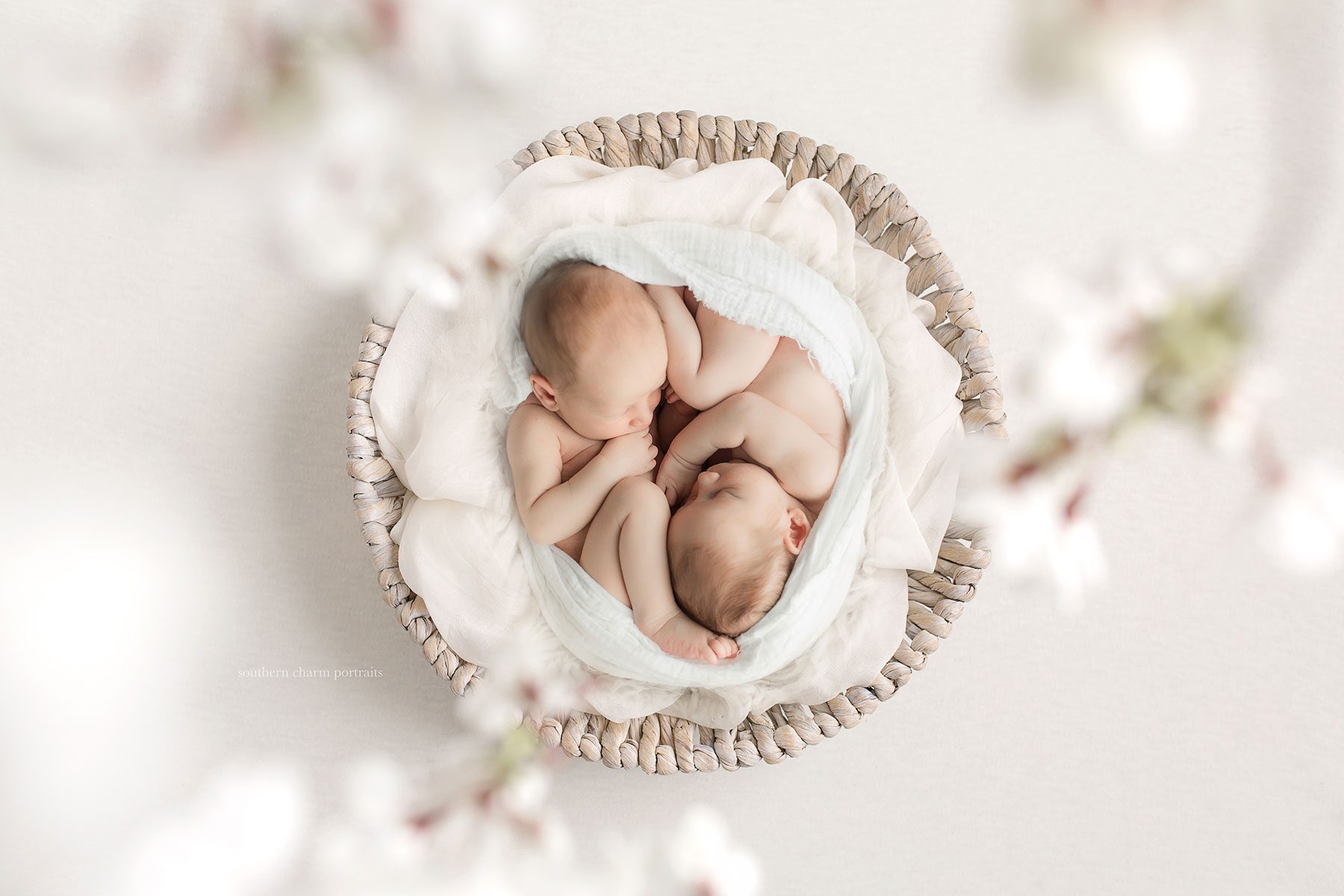 knoxville newborn twins photographer