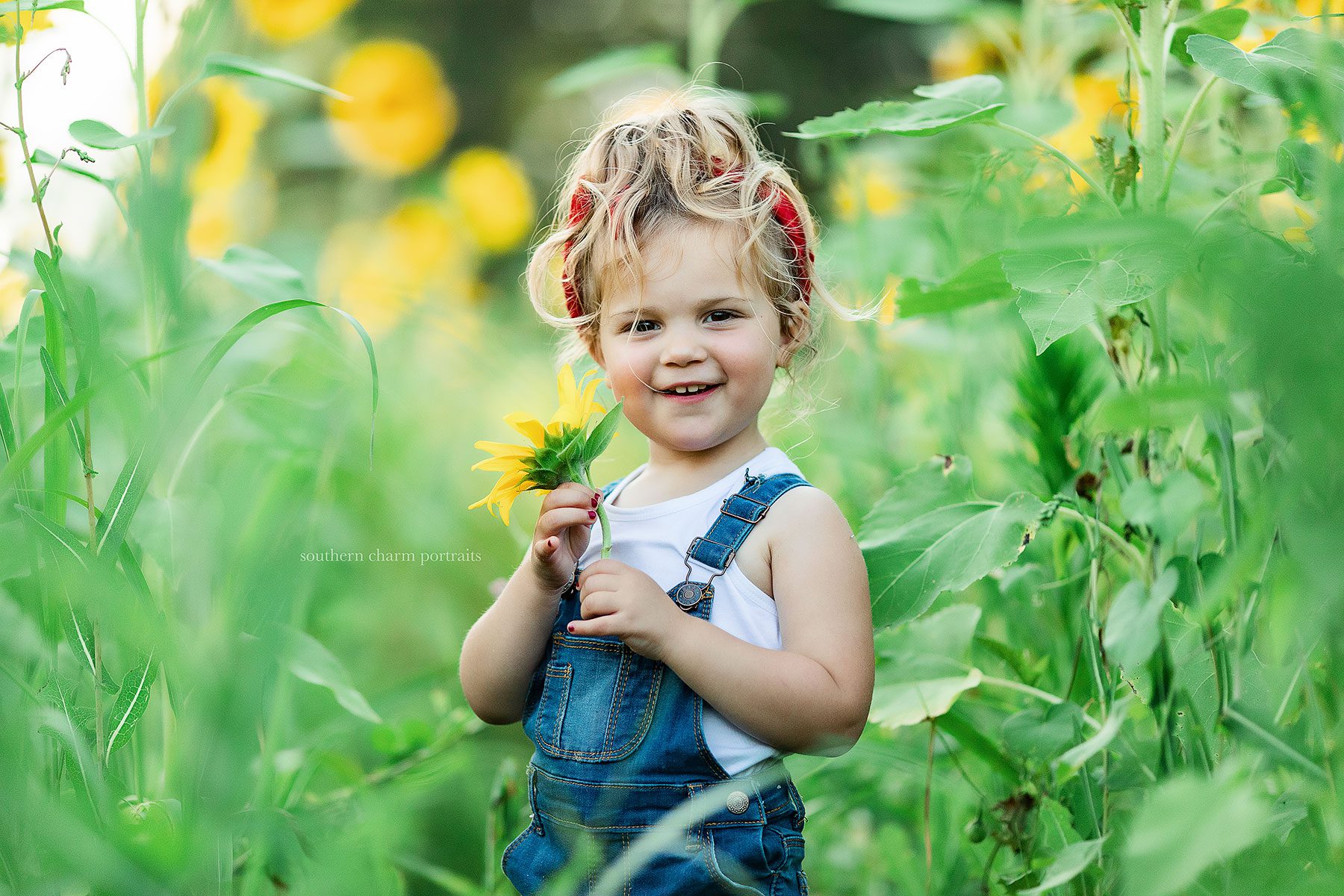 sunflower photography knoxville