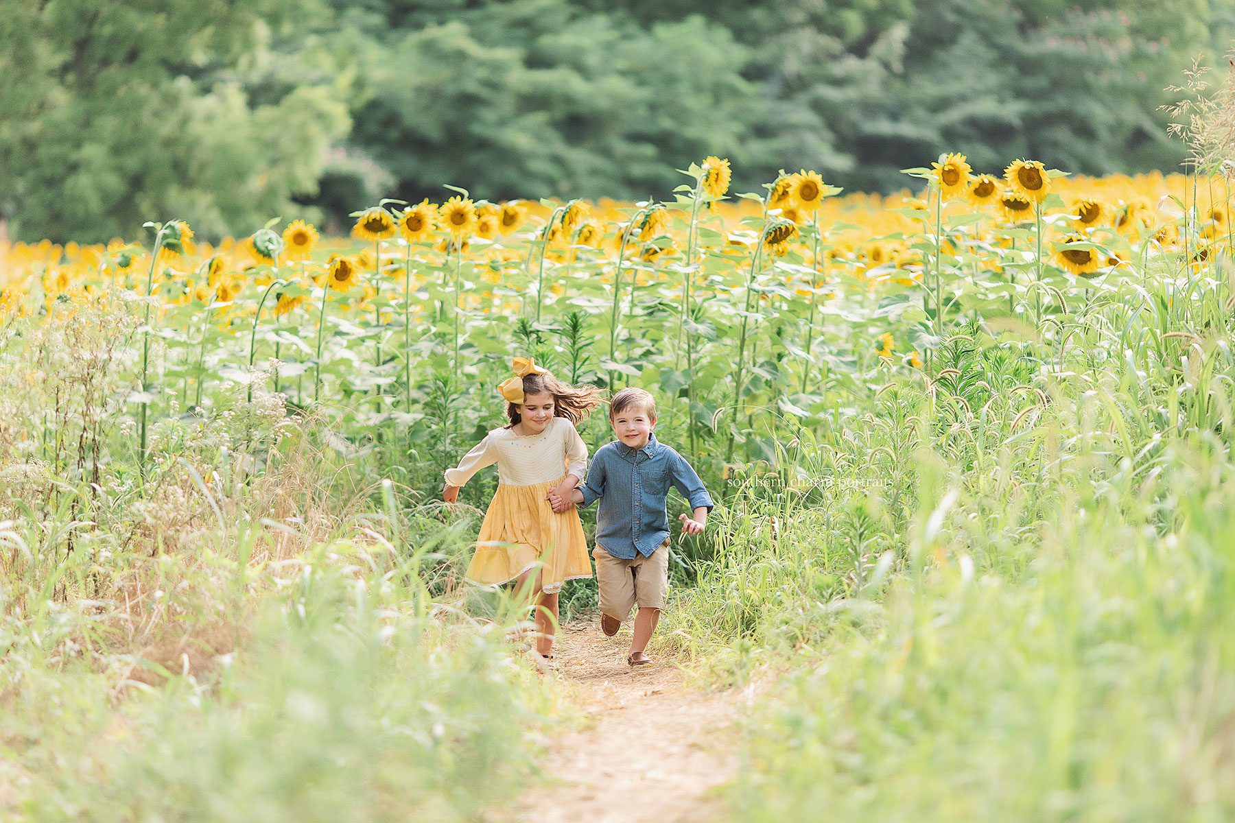 knoxville tn sunflower portraits