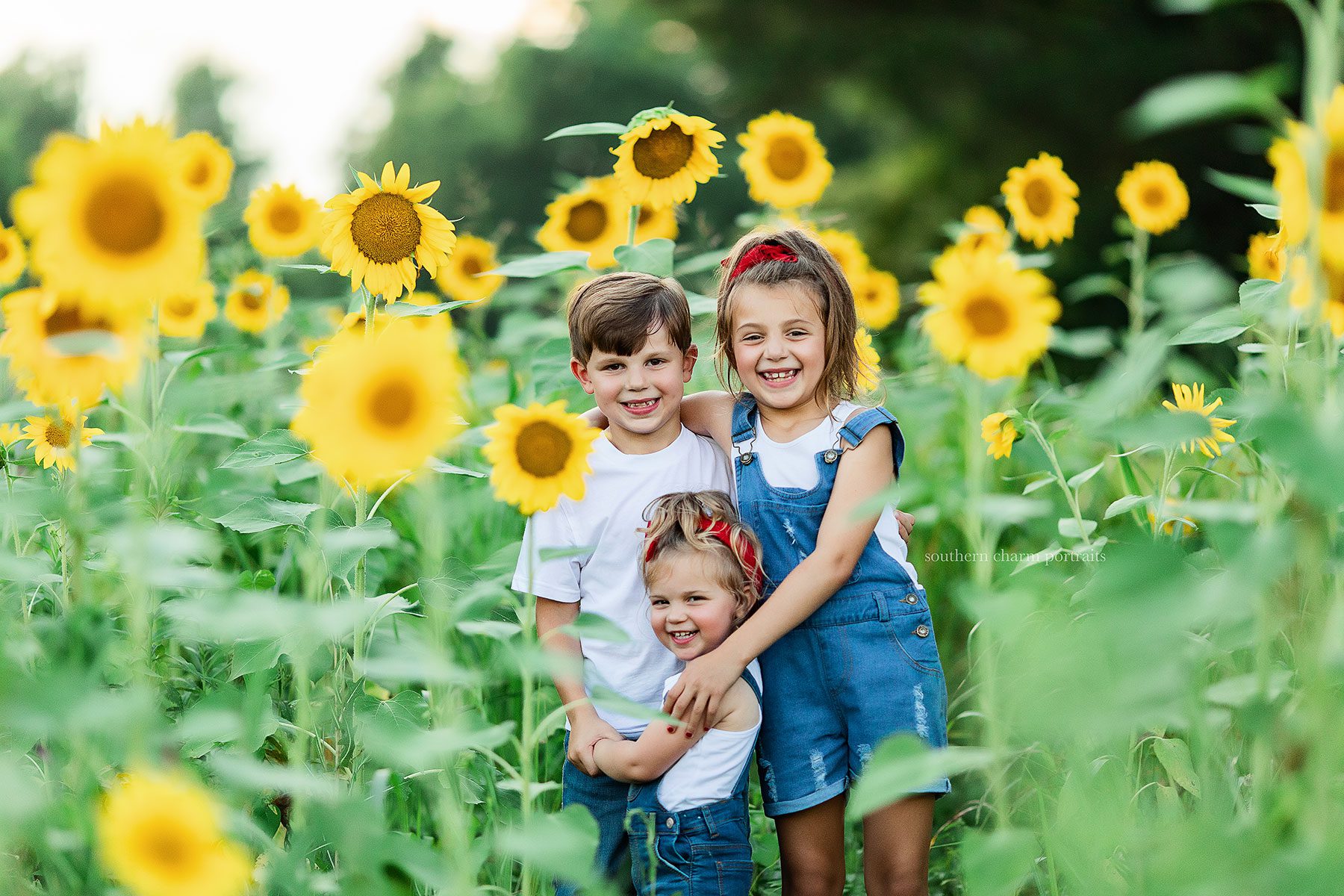 knoxville tn sunflower sessions